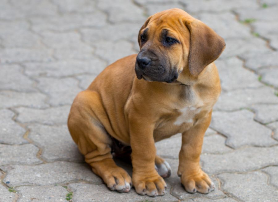 boerboel szczeniak siedzi na chodniku