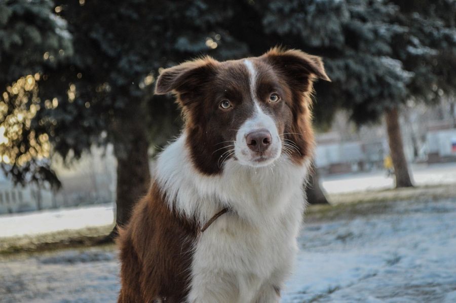 border collie czekoladowo-biały portret