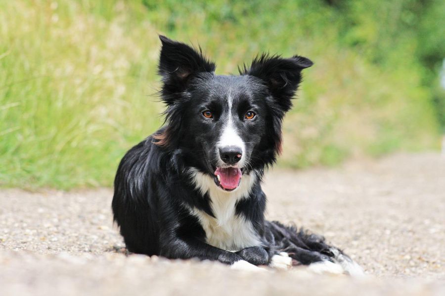 border collie leży na drodze