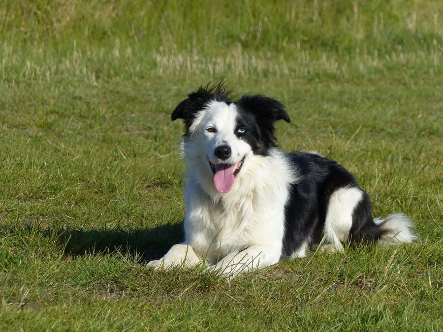 border collie czarno-biały leży na trawie