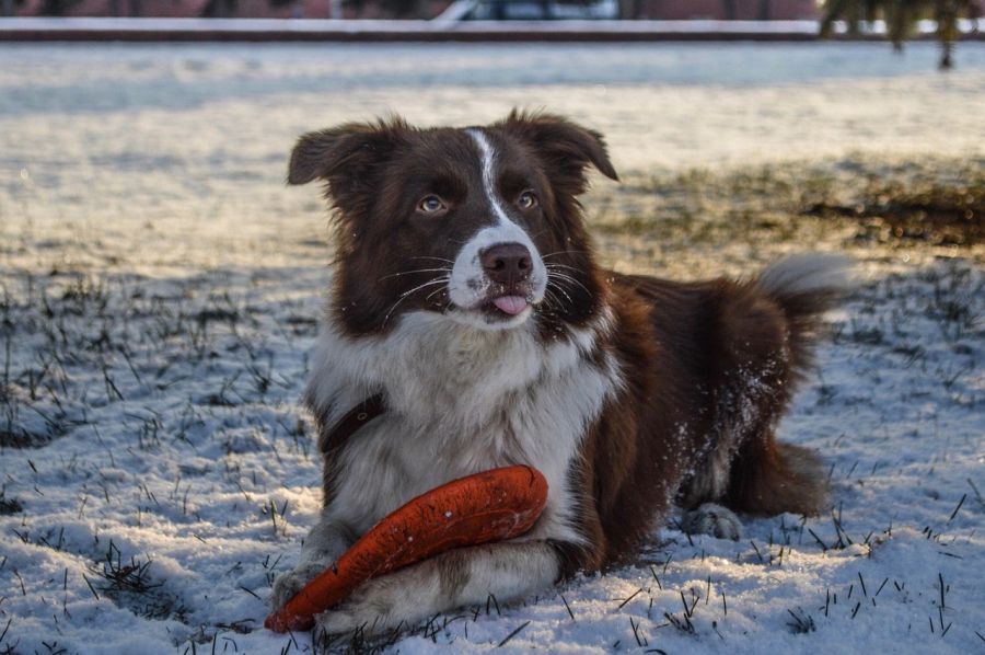 border collie czekoladowy leży z zabawką na śniegu