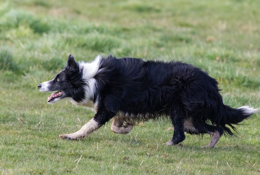 border collie skrada się do stada
