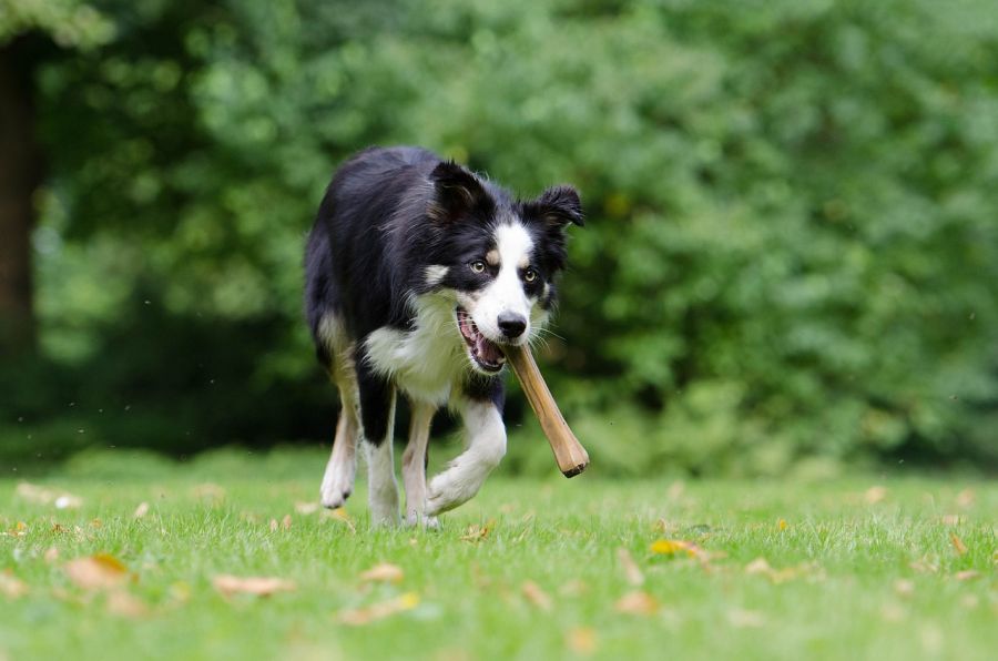 border collie z patykiem