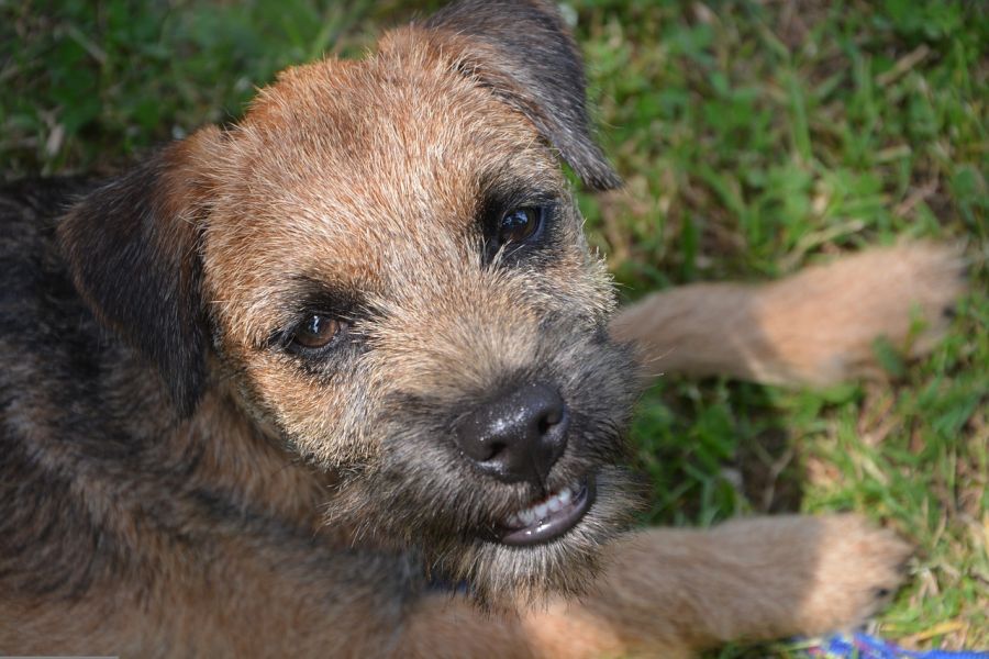 border terrier patrzy do góry w kamerę