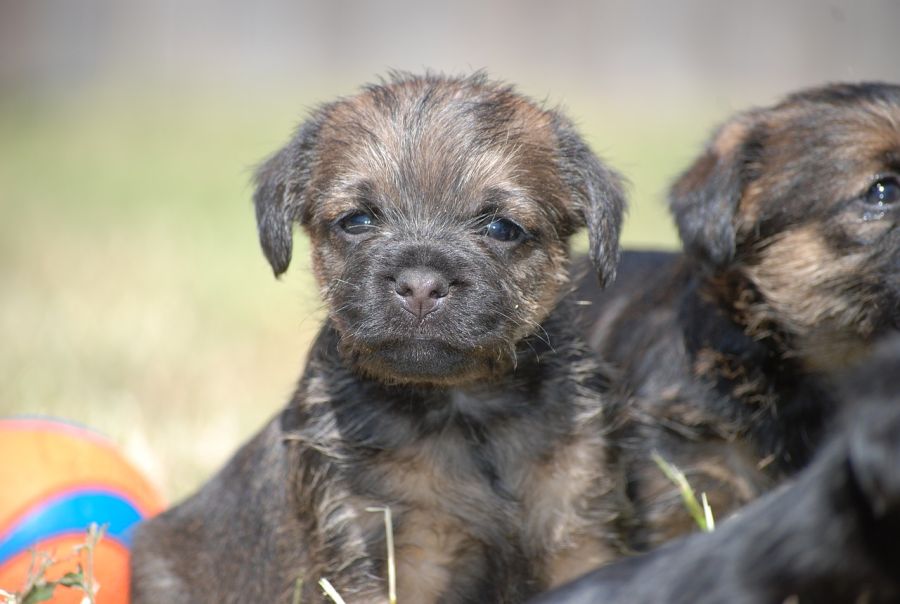 border terrier szczeniaki