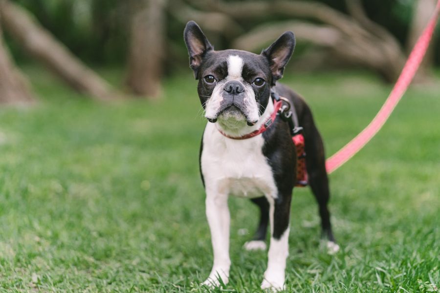 boston terrier na smyczy stoi na trawie