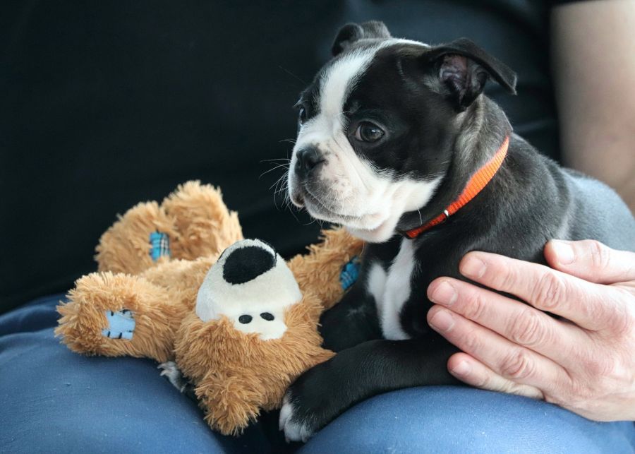 boston terrier szczeniak na kolanach z zabawką