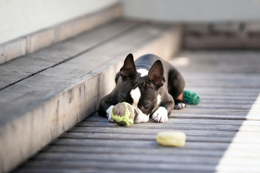 boston terrier leży z piłką na schodach