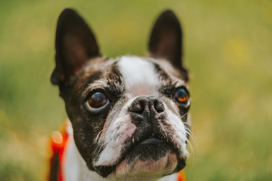 boston terrier zbliżenie pyska
