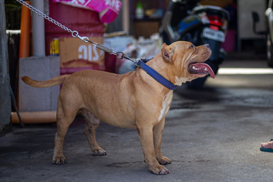 buldog amerykański pies stoi na smyczy