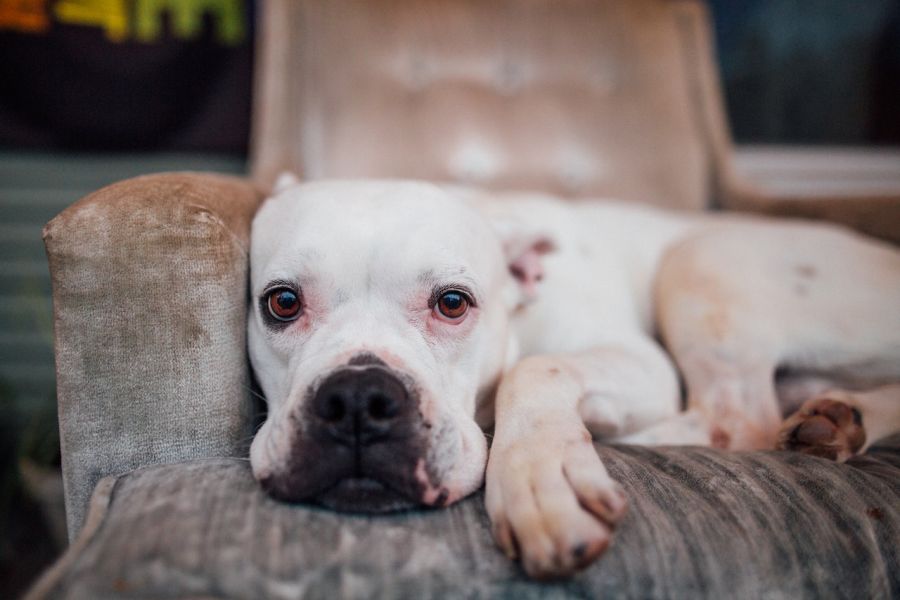 buldog amerykański pies leży na fotelu