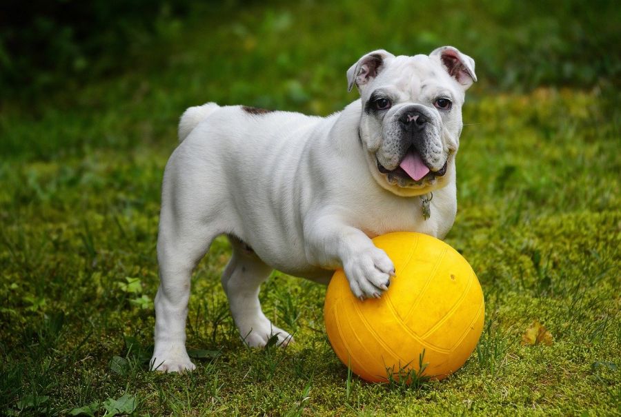 buldog angielski biały z piłką