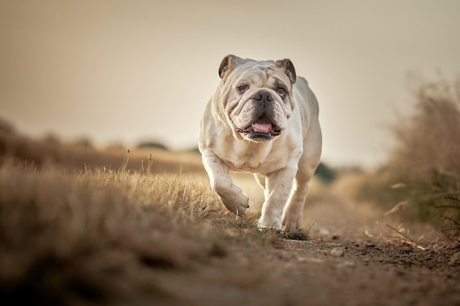 buldog angielski o zachodzie słońca