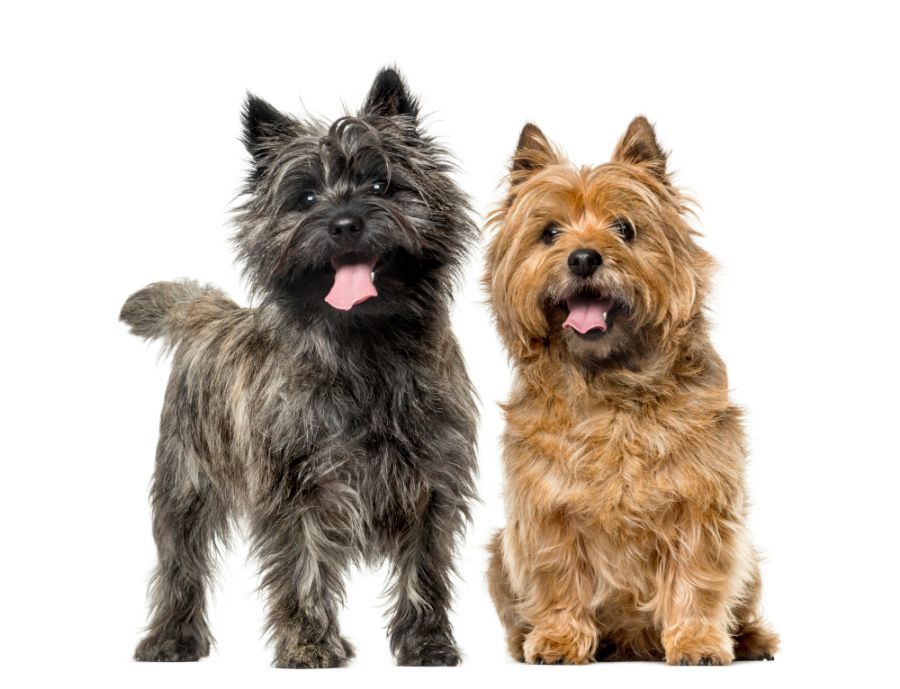 cairn terrier dwa dorosłe psy pozują