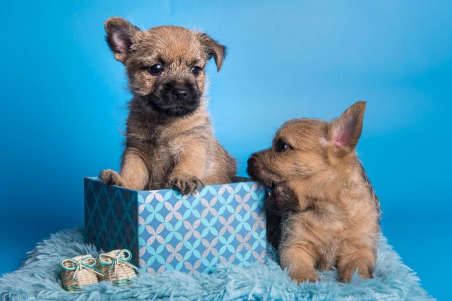 cairn terrier dwa szczeniak na niebieskim tle