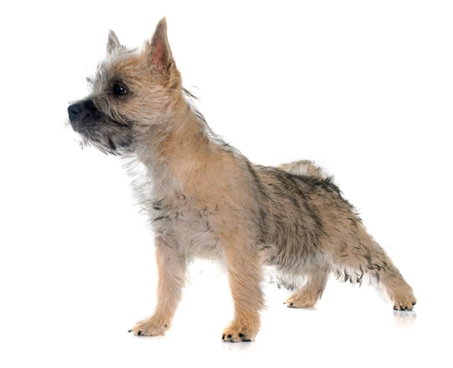 cairn terrier szczeniak na białym tle