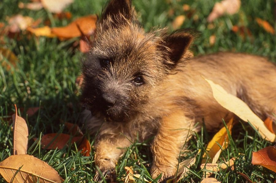 cairn terrier szczeniak na trawie