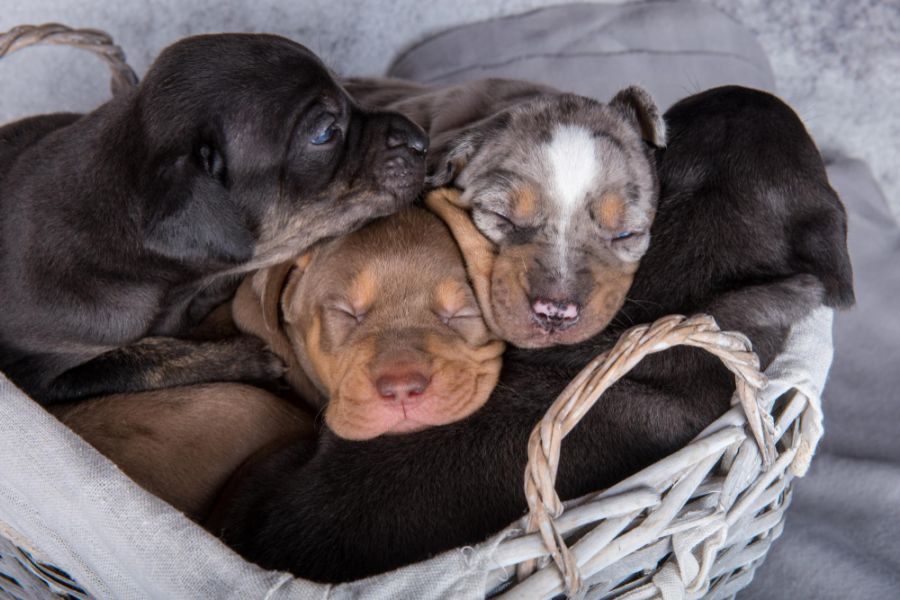 Catahoula leopard dog miot szczeniaków śpi w koszyku