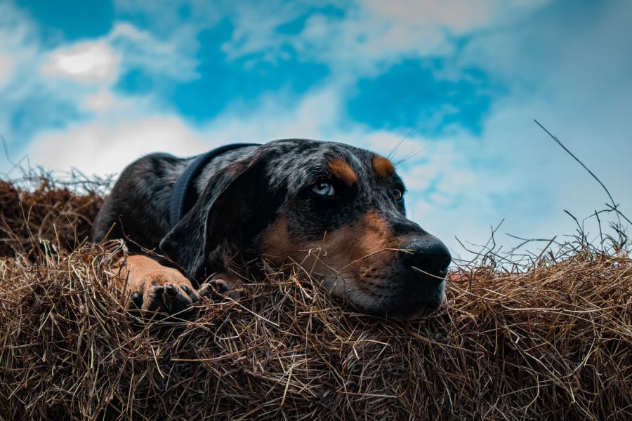 Catahoula leopard dog dorosły pies leży na sianie