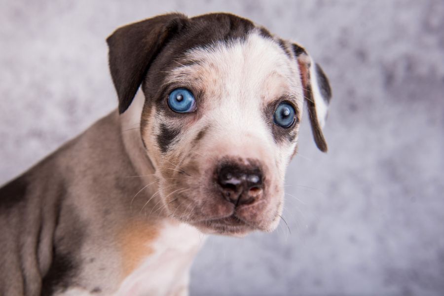 Catahoula leopard dog portret szczeniaka