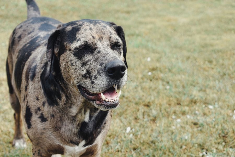 Catahoula leopard dog starszy pies na trawniku