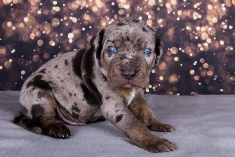 Catahoula leopard dog szczeniak na gwiezdnym tle
