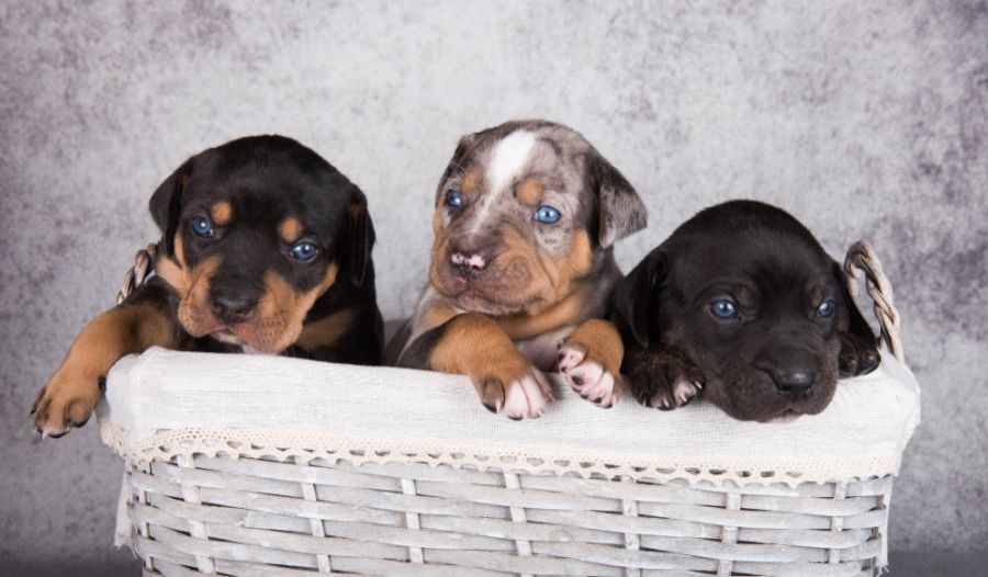 Catahoula leopard dog szczeniaki w koszyku