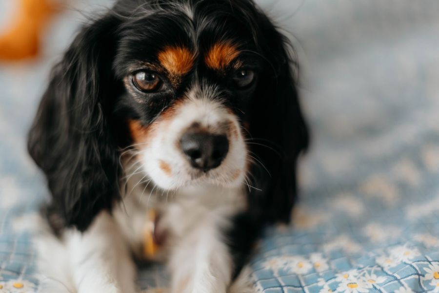 cavalier king charles spaniel portret psa na łóżku
