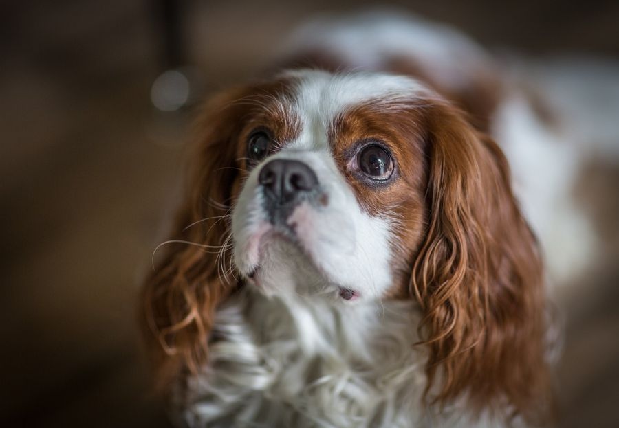 cavalier king charles spaniel portret psa