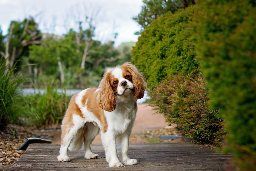 cavalier king charles spaniel stoi w ogrodzie