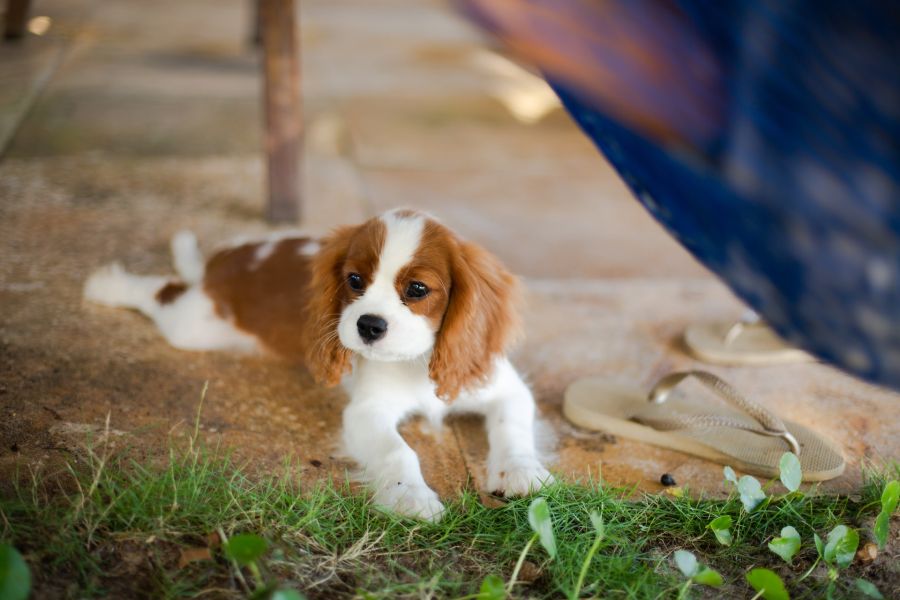 cavalier king charles spaniel szczeniak elży przy basenie