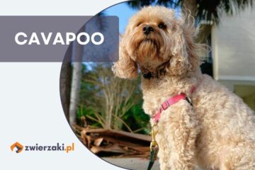 cavapoo