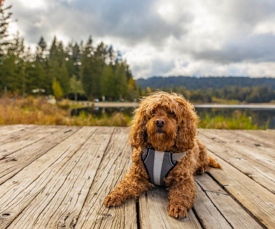 Cavapoo leży w szelkach na pomoście