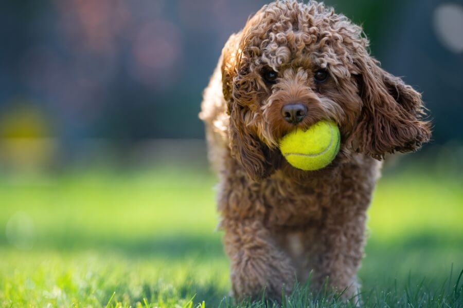 Cavapoo z piłeczką