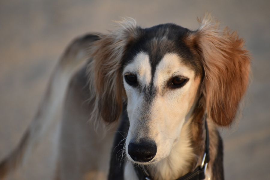 chart perski saluki portret psa
