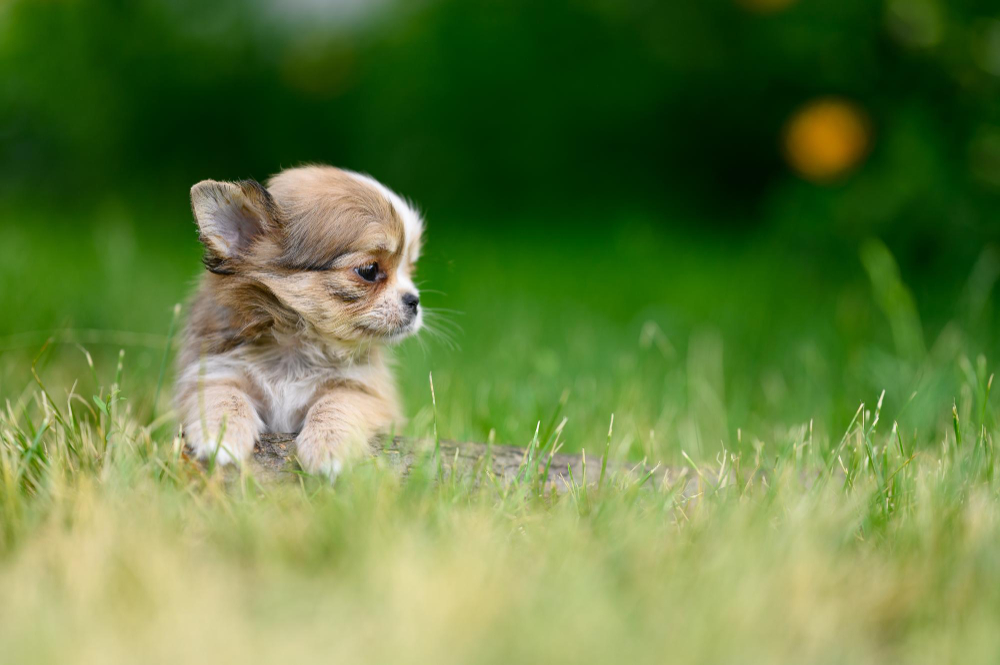 chihuahua szczeniak siedzi w trawie