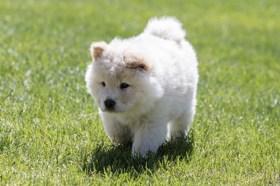 chow chow szczeniak stoi na trawie