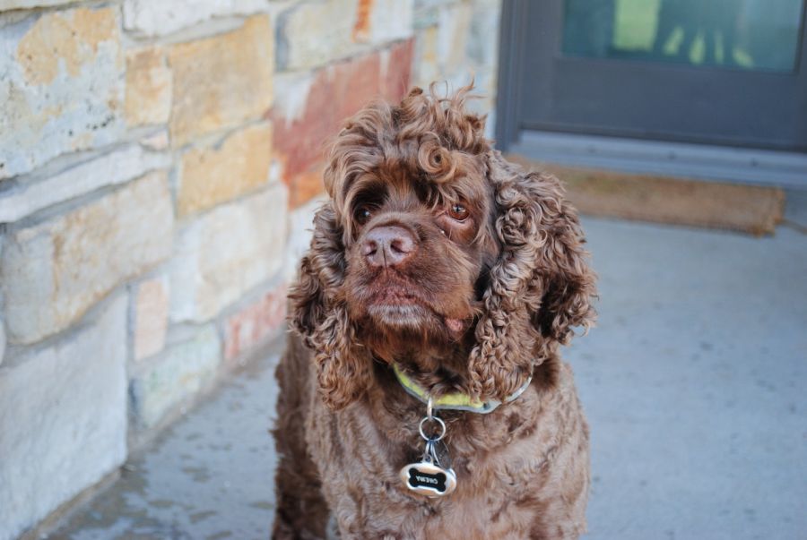 Cocker spaniel amerykański pies siedzi na chodniku