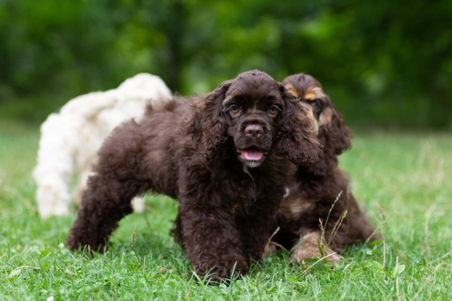 cocker spaniel amerykański czekoladowy na trawie