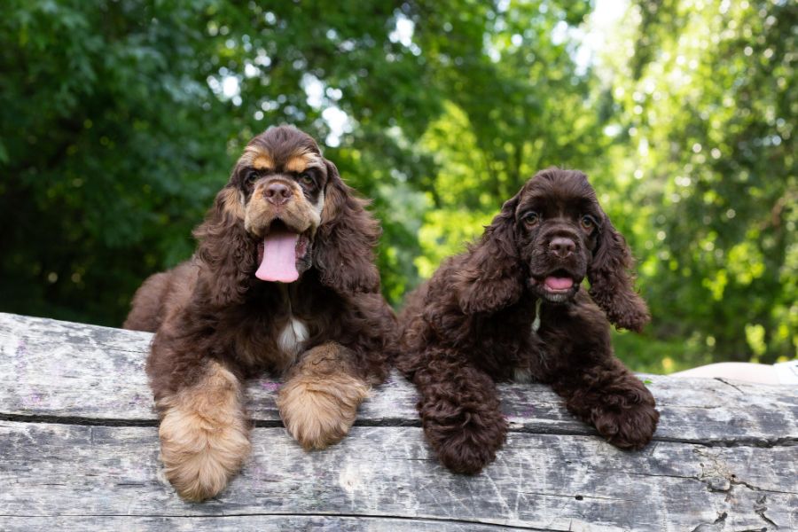 Cocker spaniel amerykański dwa psy na spacerze w lesie