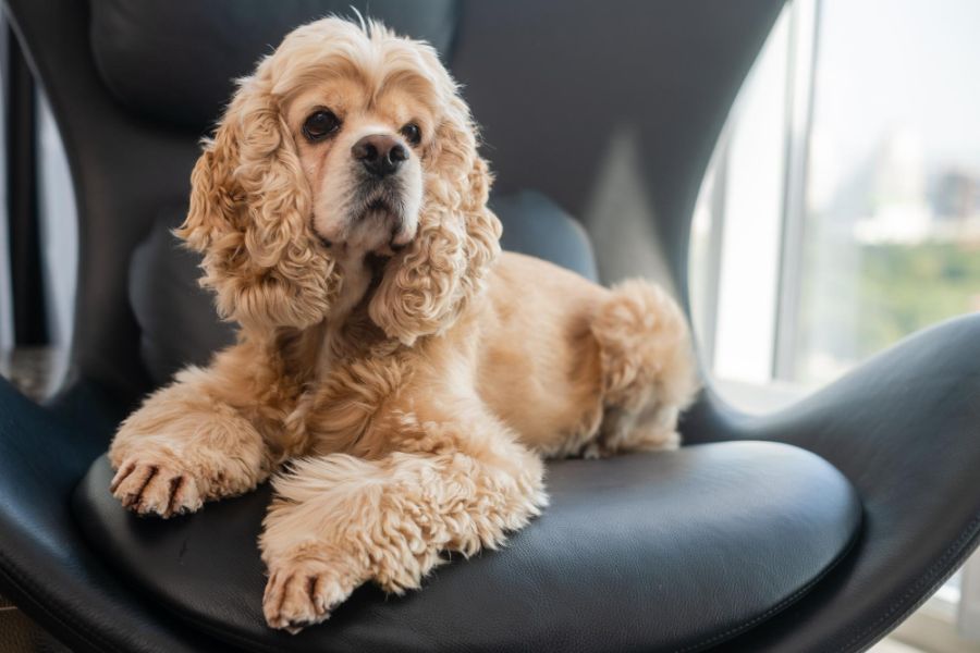 Cocker spaniel amerykański pies leży na krześle