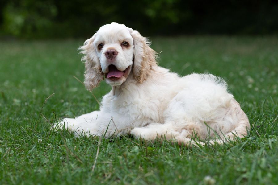 cocker spaniel amerykański szczeniak leży na trawie