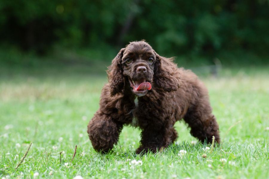 Cocker spaniel amerykański szczeniak idzie po trawie