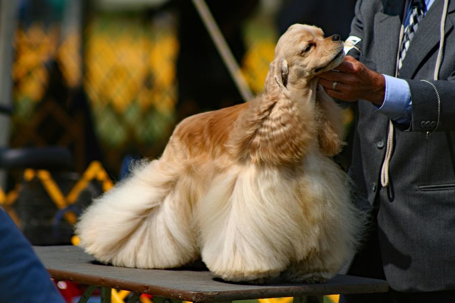 cocker spaniel amerykański wygląd
