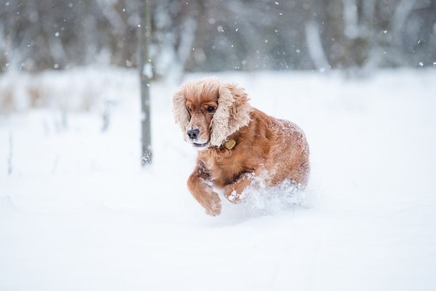 cocker spaniel angielski biegnie w śniegu