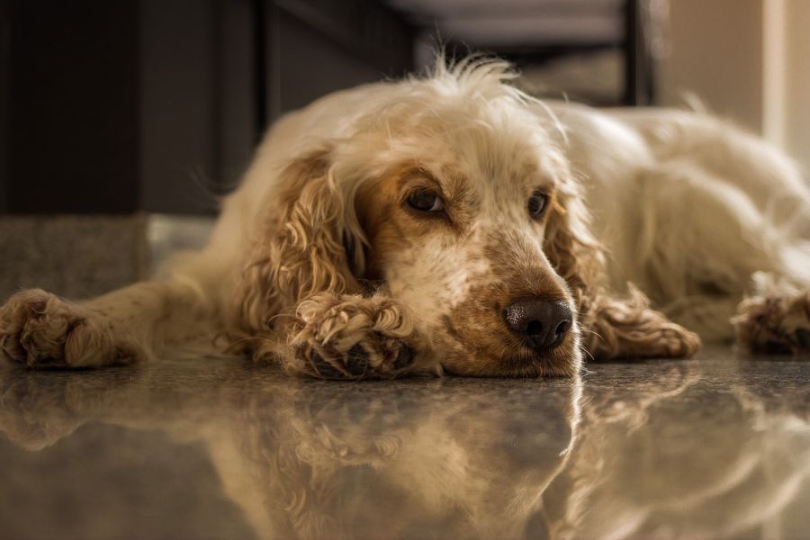 cocker spaniel angielski leży na podłodze