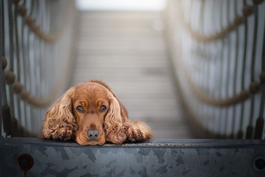 cocker spaniel angielski pies leży na moście