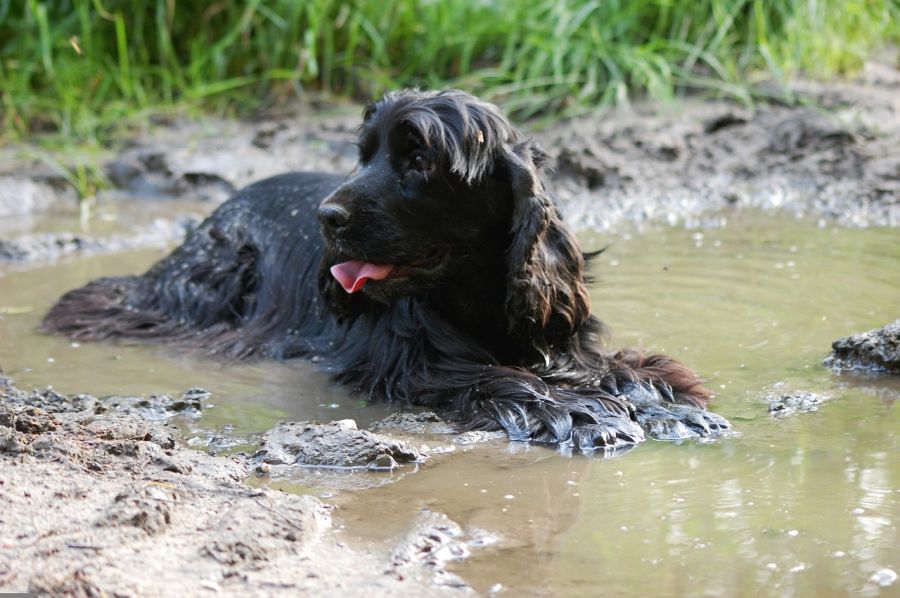 cocker spaniel angielski pies leży w kałuży z błotem