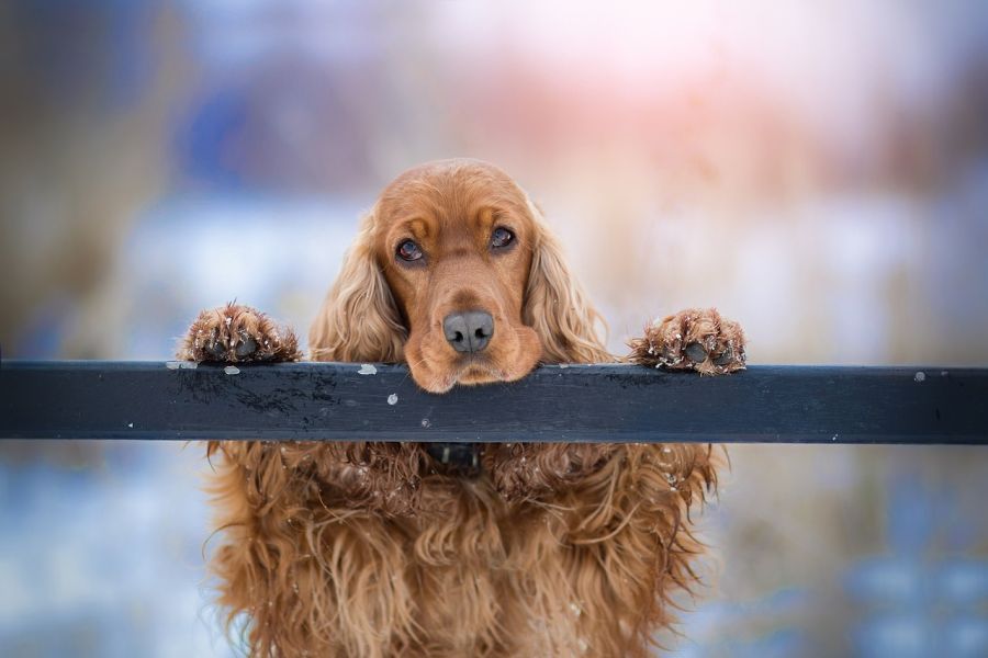 cocker spaniel angielski pies opiera się o barierkę