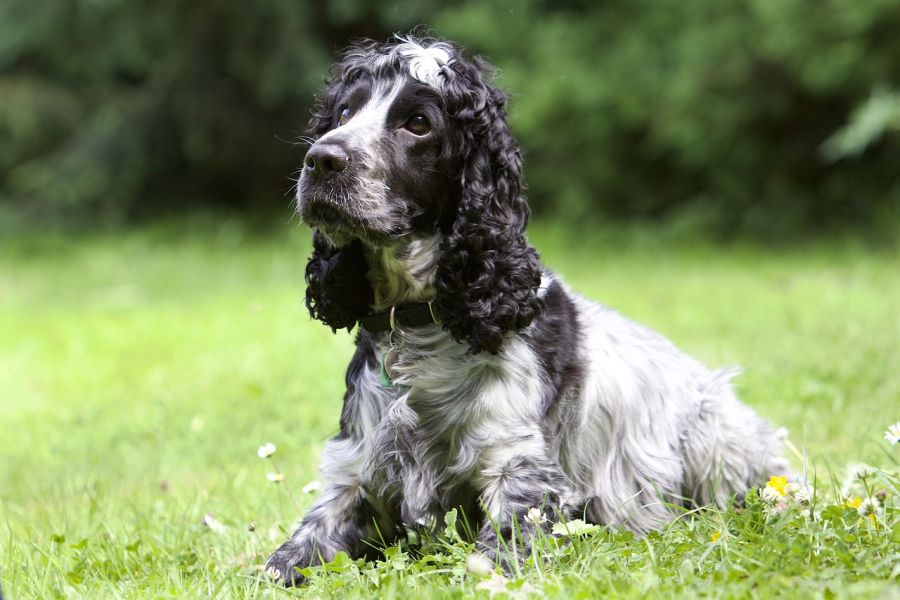 cocker spaniel angielski pies siedzi na trawniku